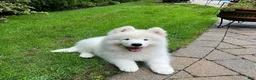 Samoyed dogs for sale: Missy - Ad 1