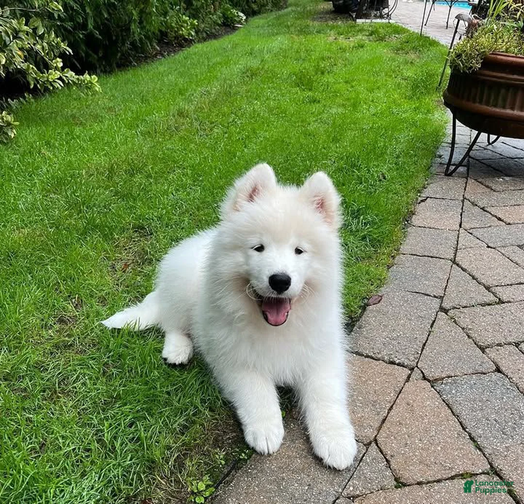 Samoyed dogs for sale: Missy - Ad 1