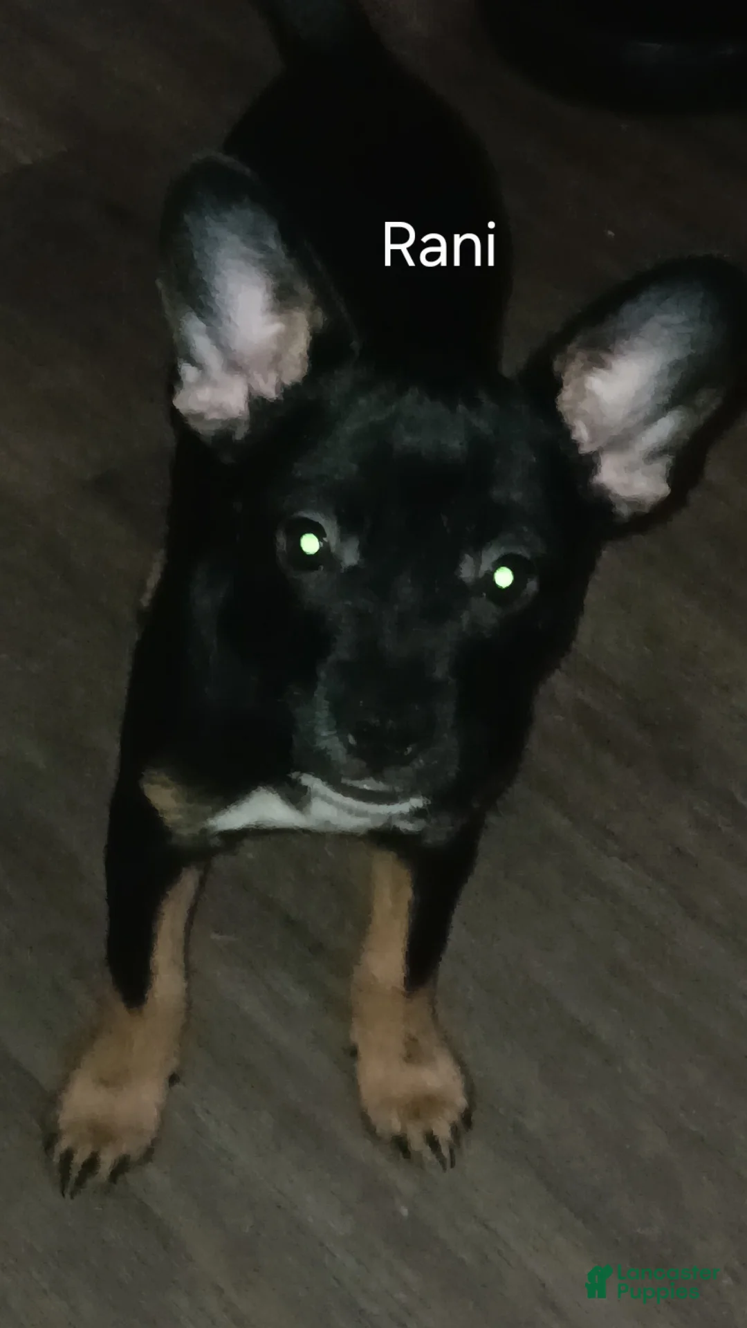 Mixed Breed dogs for sale: Mixed Breed Puppy 1 - Ad 1