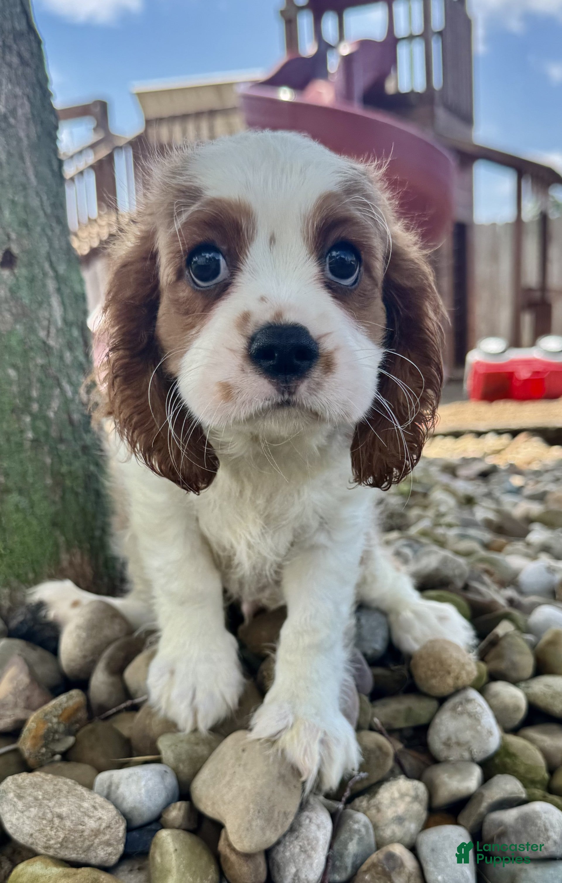 Cavalier King Charles Spaniel dogs River - Ad 2