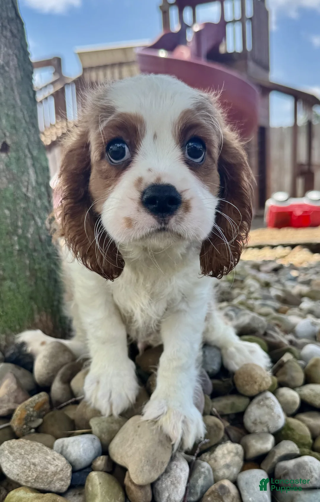Cavalier King Charles Spaniel dogs for sale: River - Ad 2