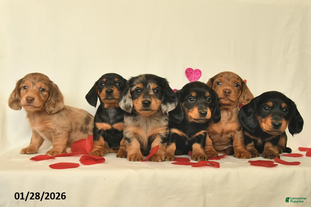 Miniature Dachshund dogs for sale: Ollie  - Ad 5