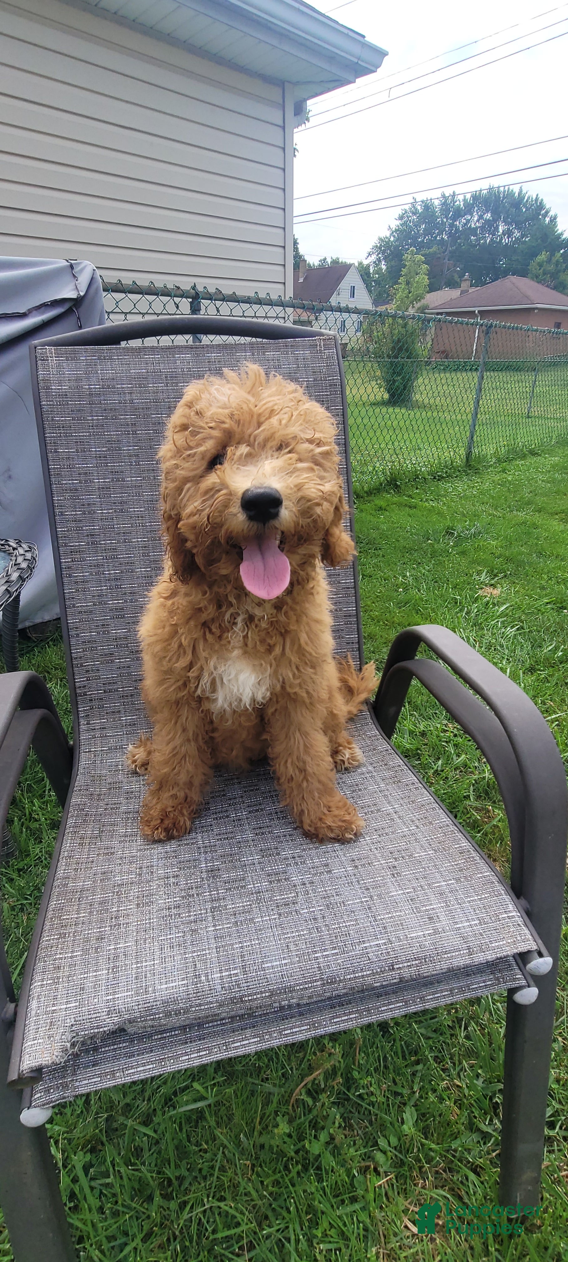 Mini Goldendoodle dogs for sale: Mini Goldendoodle Girl 1 - Ad 1