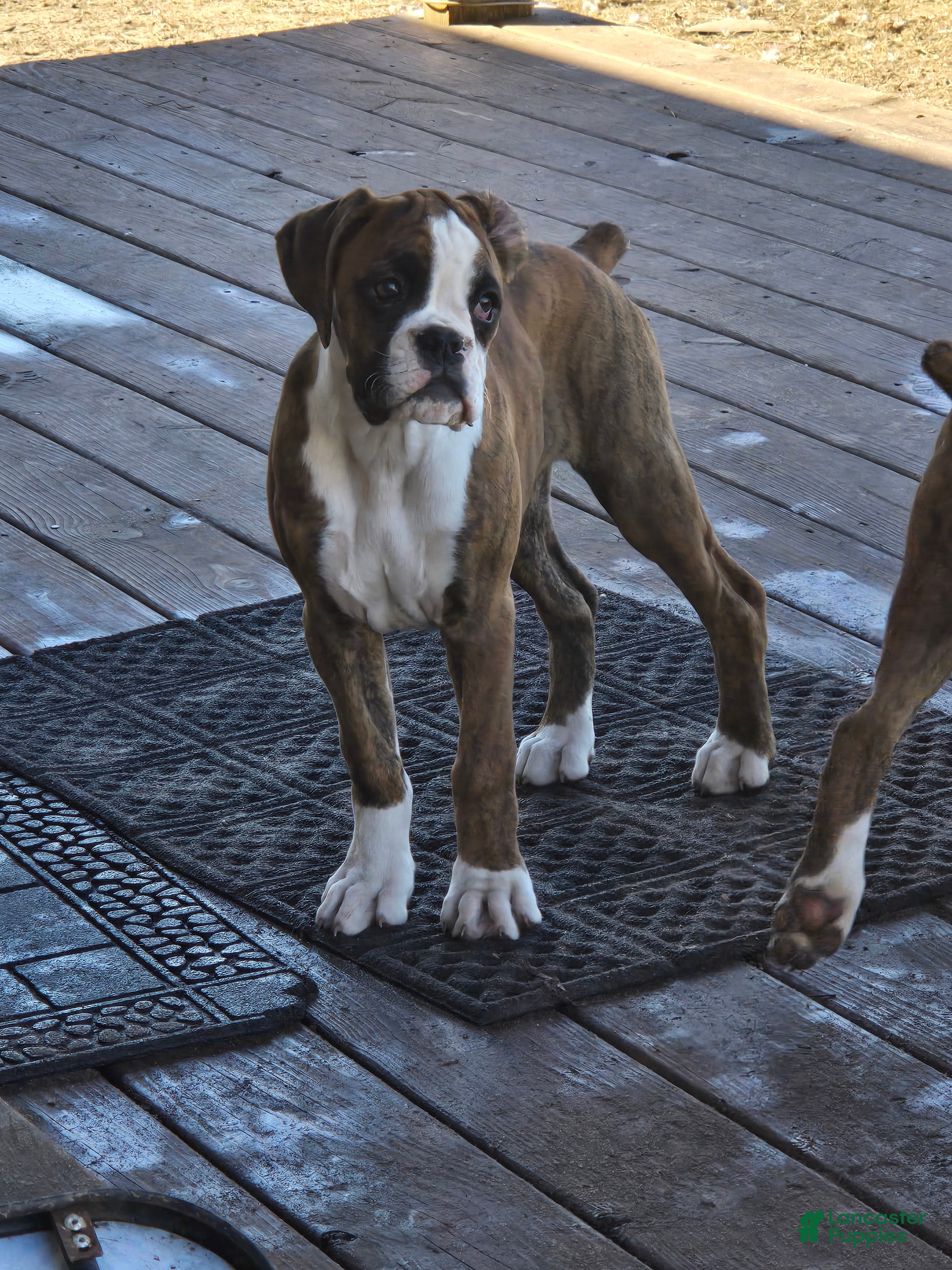 Boxer dogs Diamond  - Ad 2