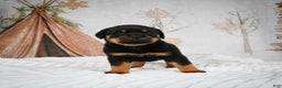 Rottweiler dogs for sale: Kara - Ad 13