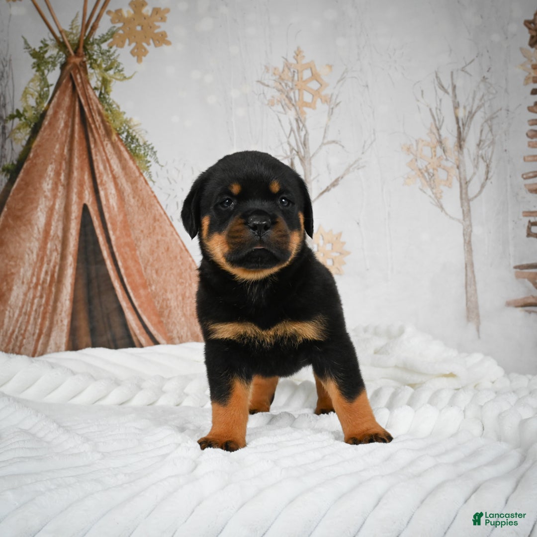 Rottweiler dogs for sale: Kara - Ad 13