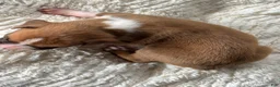 Boxer dogs for sale: Dozer - Ad 8