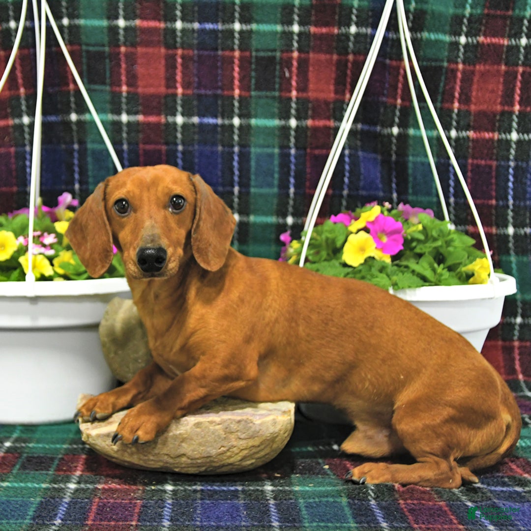 Miniature Dachshund dogs for sale: Twister - Ad 8