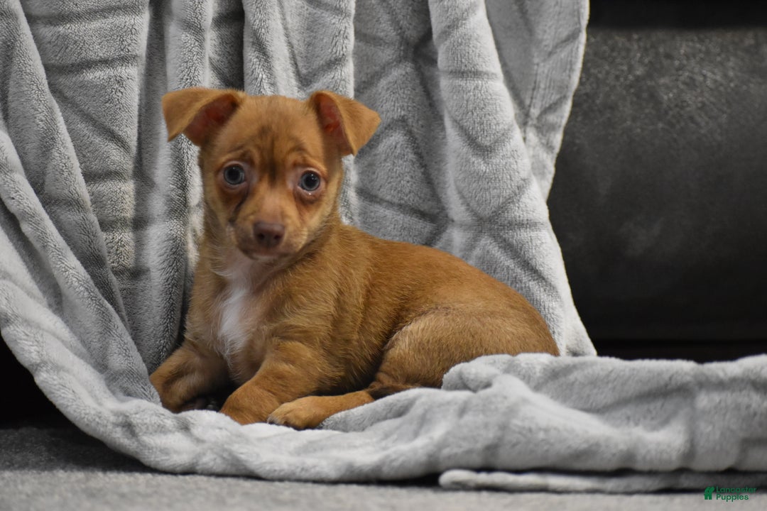 Chihuahua dogs for sale: Duke - Ad 6