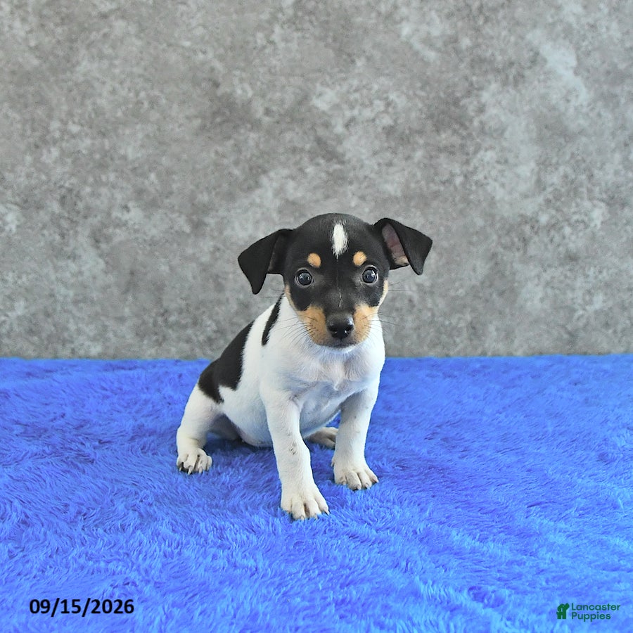 Jack Russell Terrier dogs Daisy - Ad 1