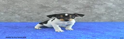 Jack Russell Terrier dogs for sale: Daisy - Ad 1