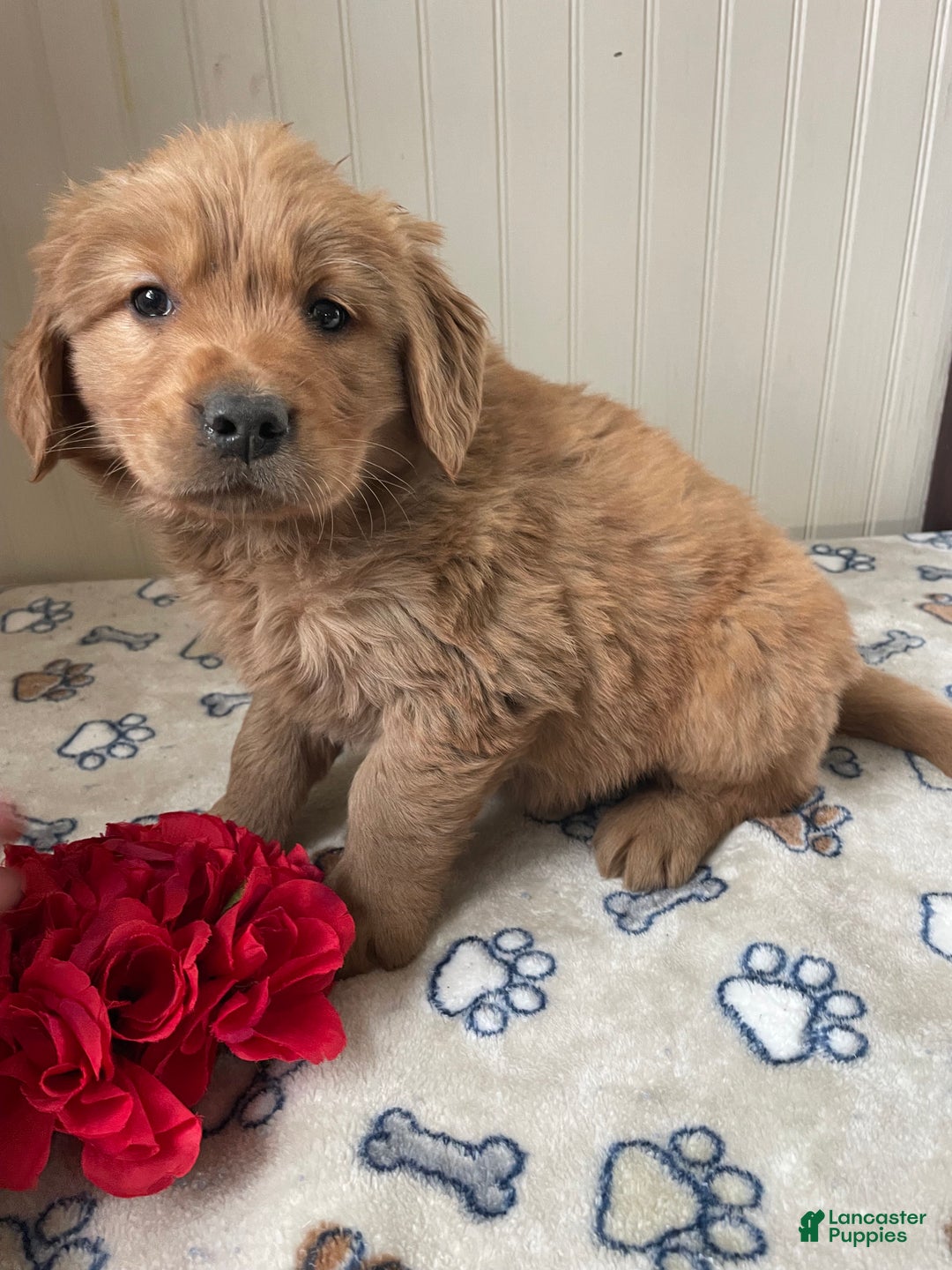 Golden Retriever dogs for sale: Rodney - Ad 4