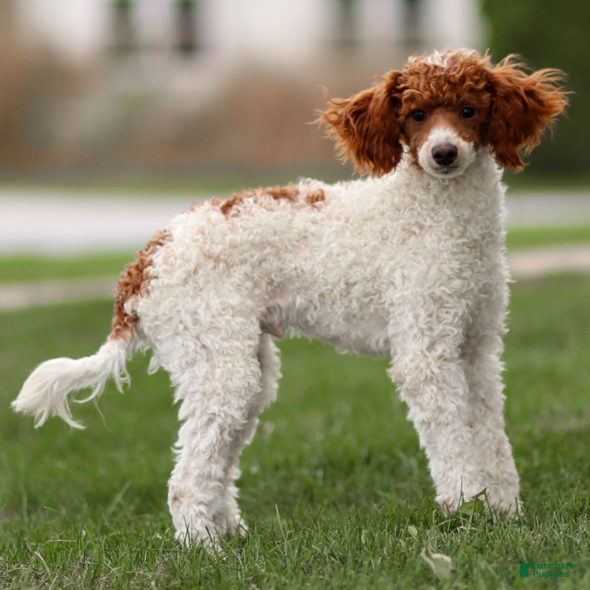 Toy Poodle dogs Rusty Scout - Ad 41