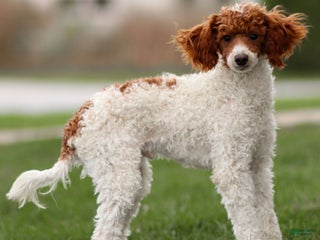 Toy Poodle dogs Rusty Scout - Ad 40