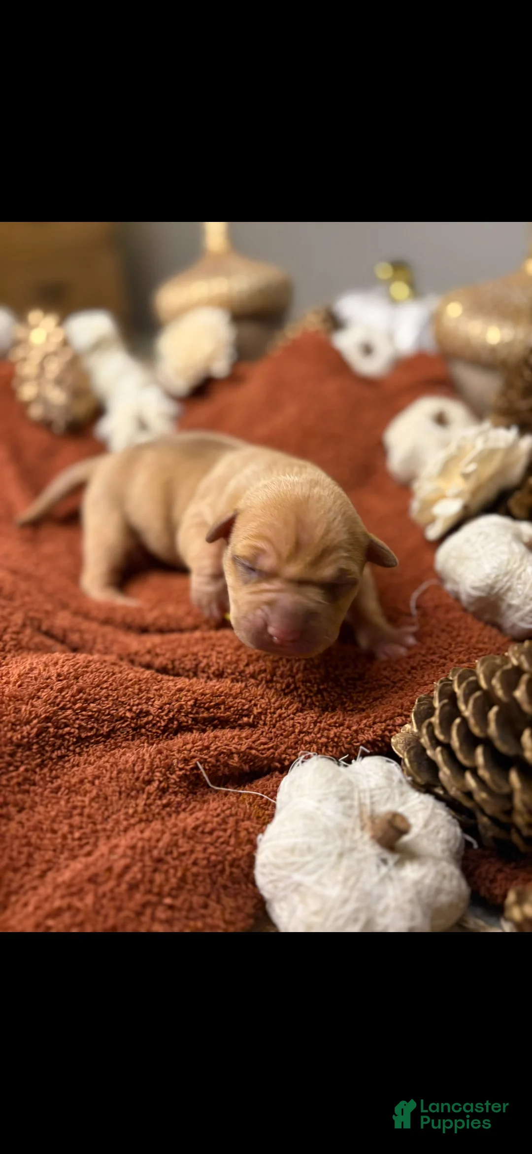 American Pit Bull Terrier dogs for sale: American Pit Bull Terrier 3 - Ad 1