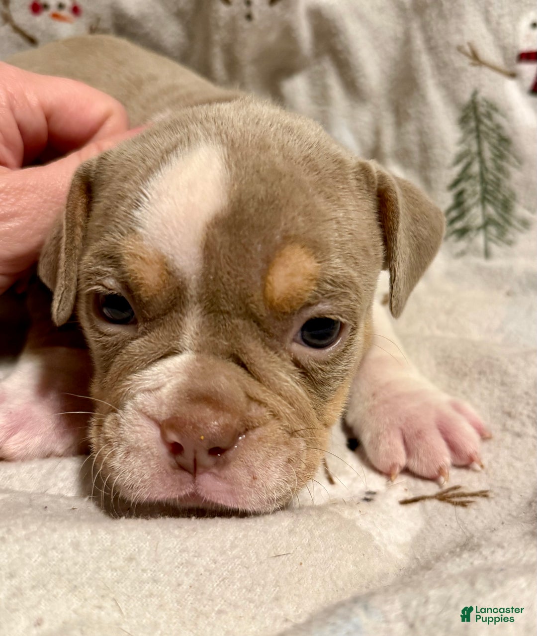 Olde English Bulldogge dogs for sale: Spencer - Ad 6