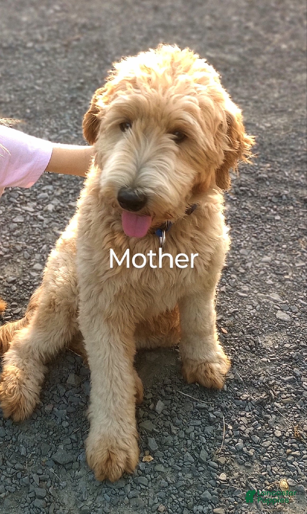 Mini Goldendoodle dogs Mini Goldendoodle LUCKY - Ad 2