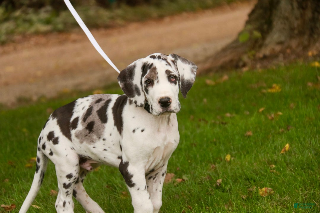 Great Dane (Great Dane, Male) in New Paris, IN
