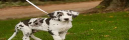 Great Dane dogs for sale: Blake Great Dane  - Ad 1