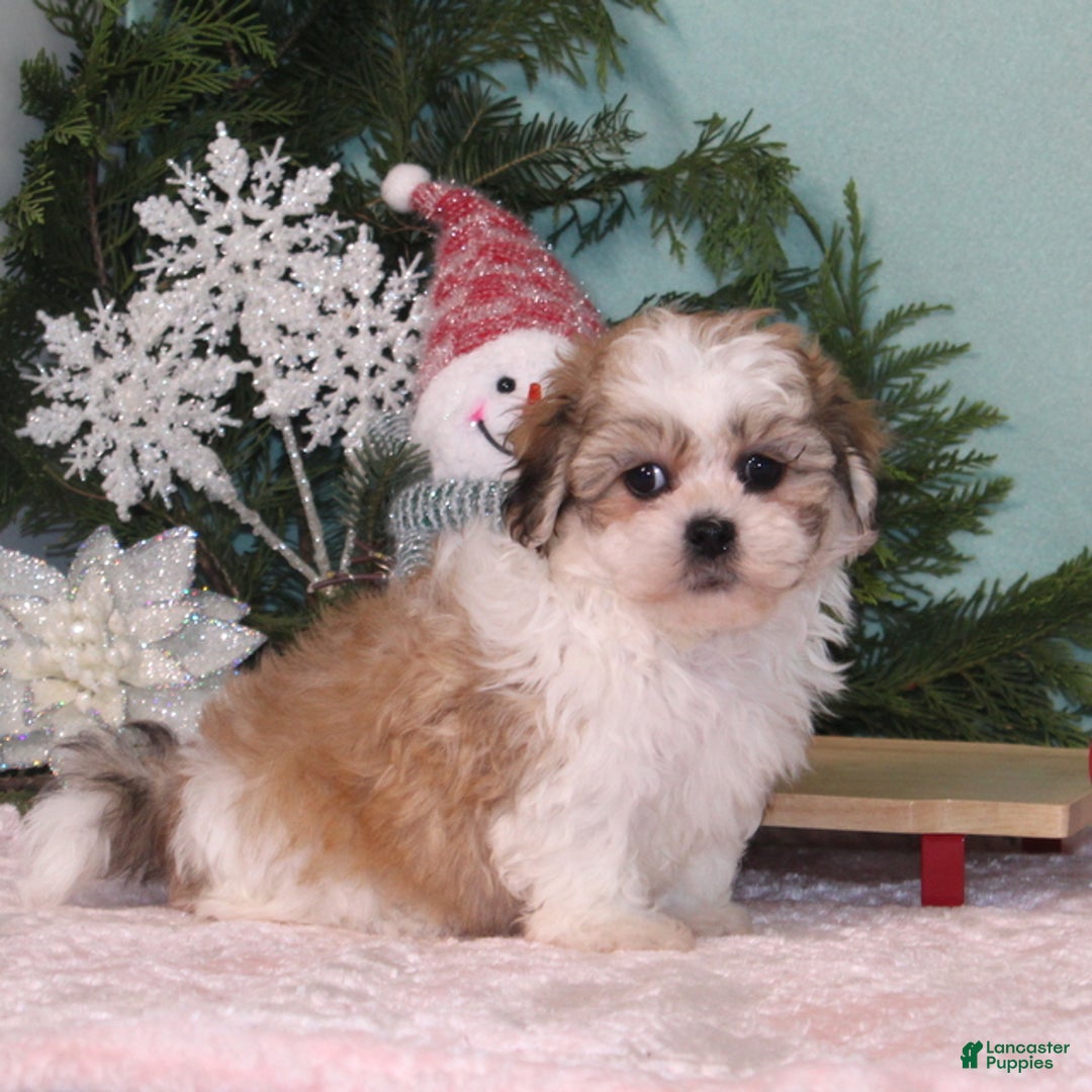 Teddy Bear dogs for sale: Kuddles - Ad 3