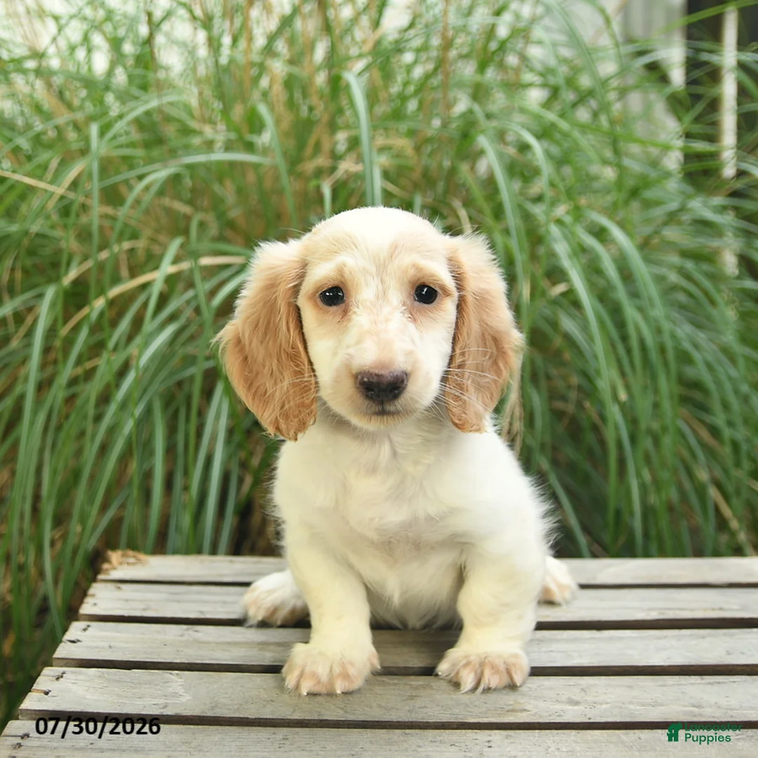 Miniature Dachshund dogs for sale: Pom pom - Ad 2