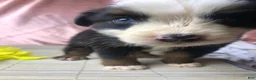 Australian Shepherd dogs for sale: Australian Shepherd 1 (Panda)  - Ad 3