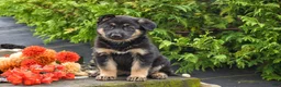German Shepherd dogs for sale: Baylee - Ad 1