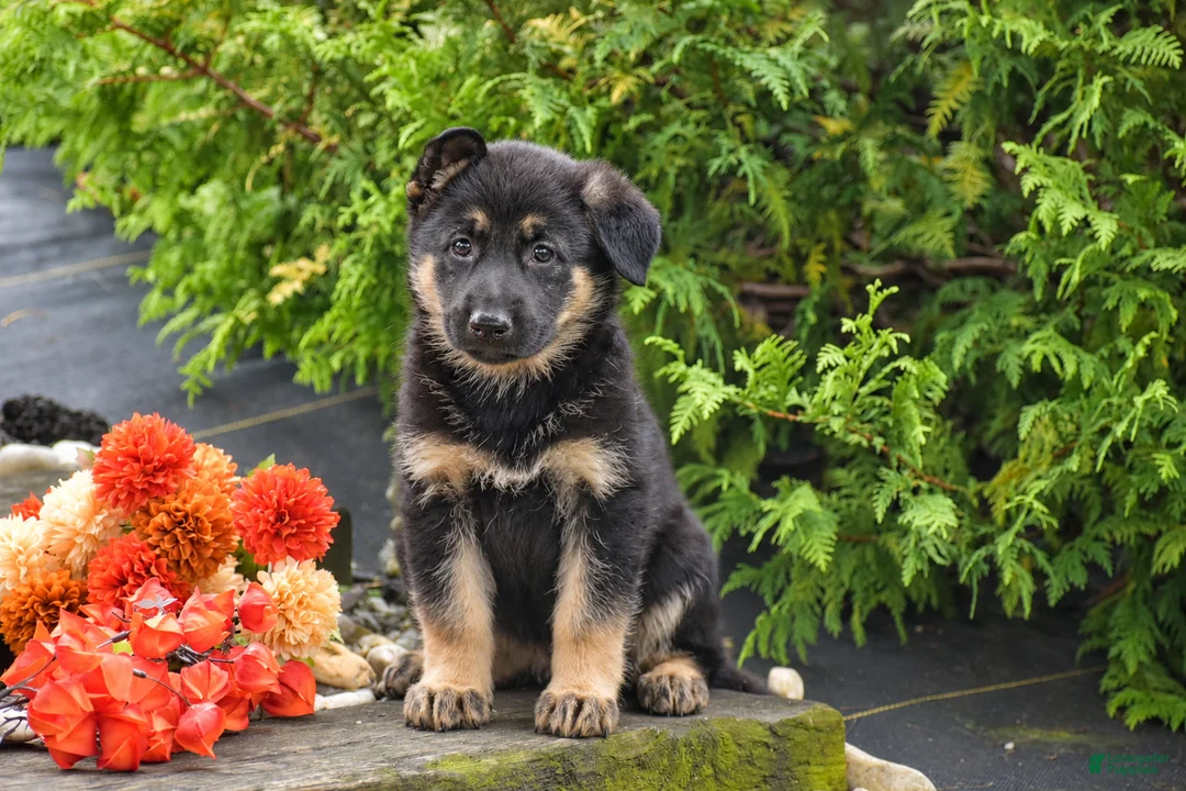 German Shepherd dogs for sale: Baylee - Ad 1