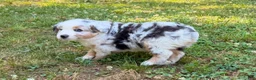 Miniature Australian Shepherd dogs for sale: Princess - Ad 9