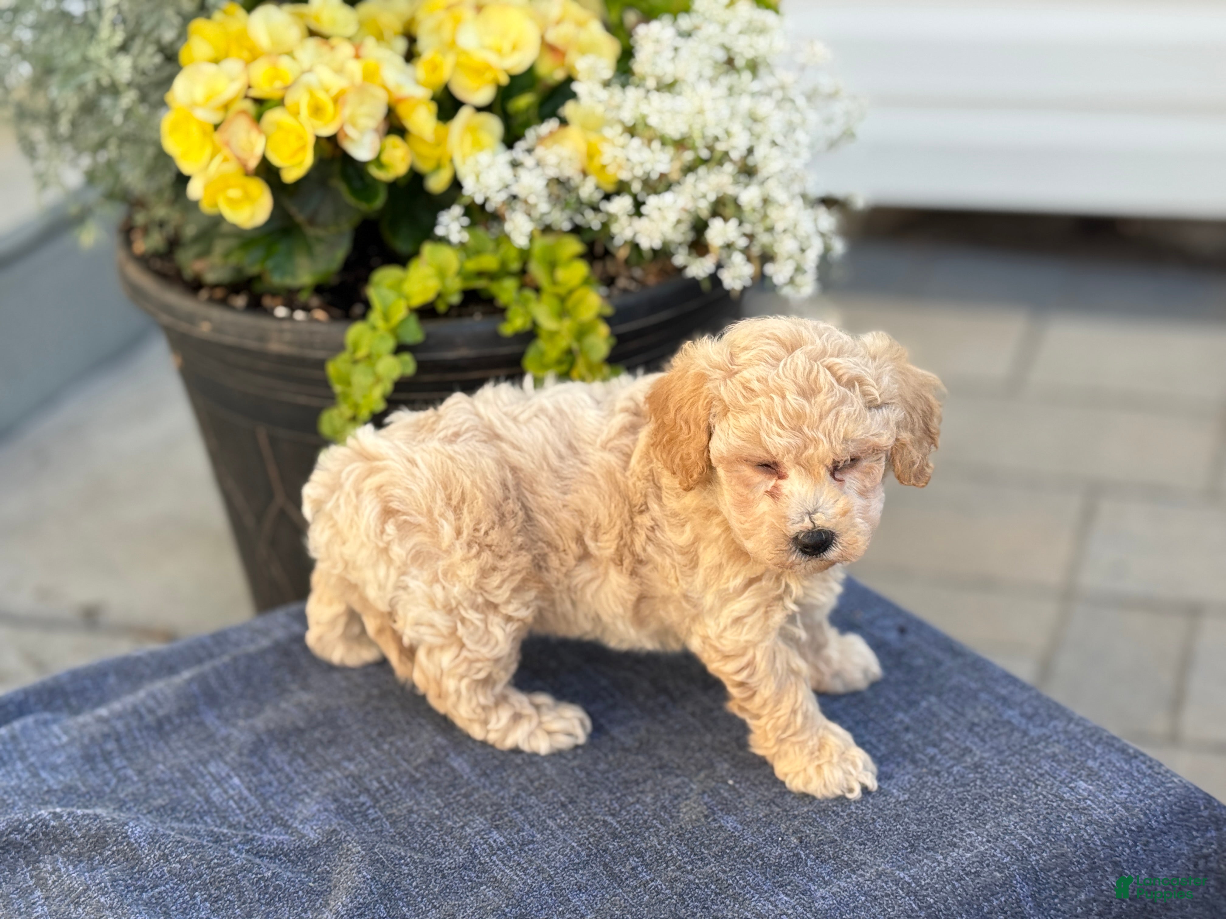 Bichpoo dogs for sale: Faye - Ad 10