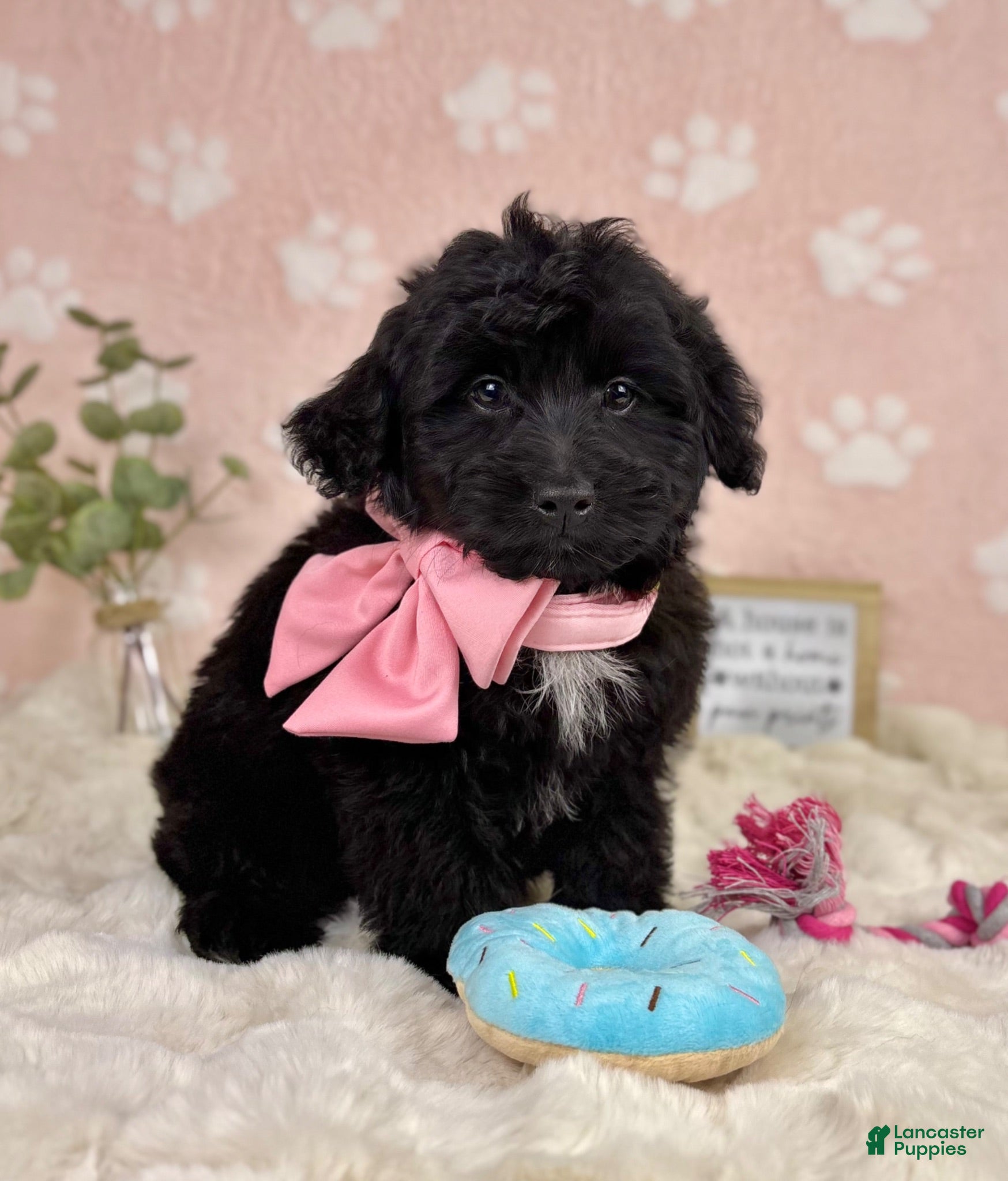 Mini Bernedoodle dogs Little Bambi - Ad 22