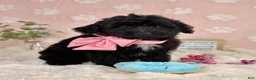 Mini Bernedoodle dogs for sale: Little Bambi - Ad 1