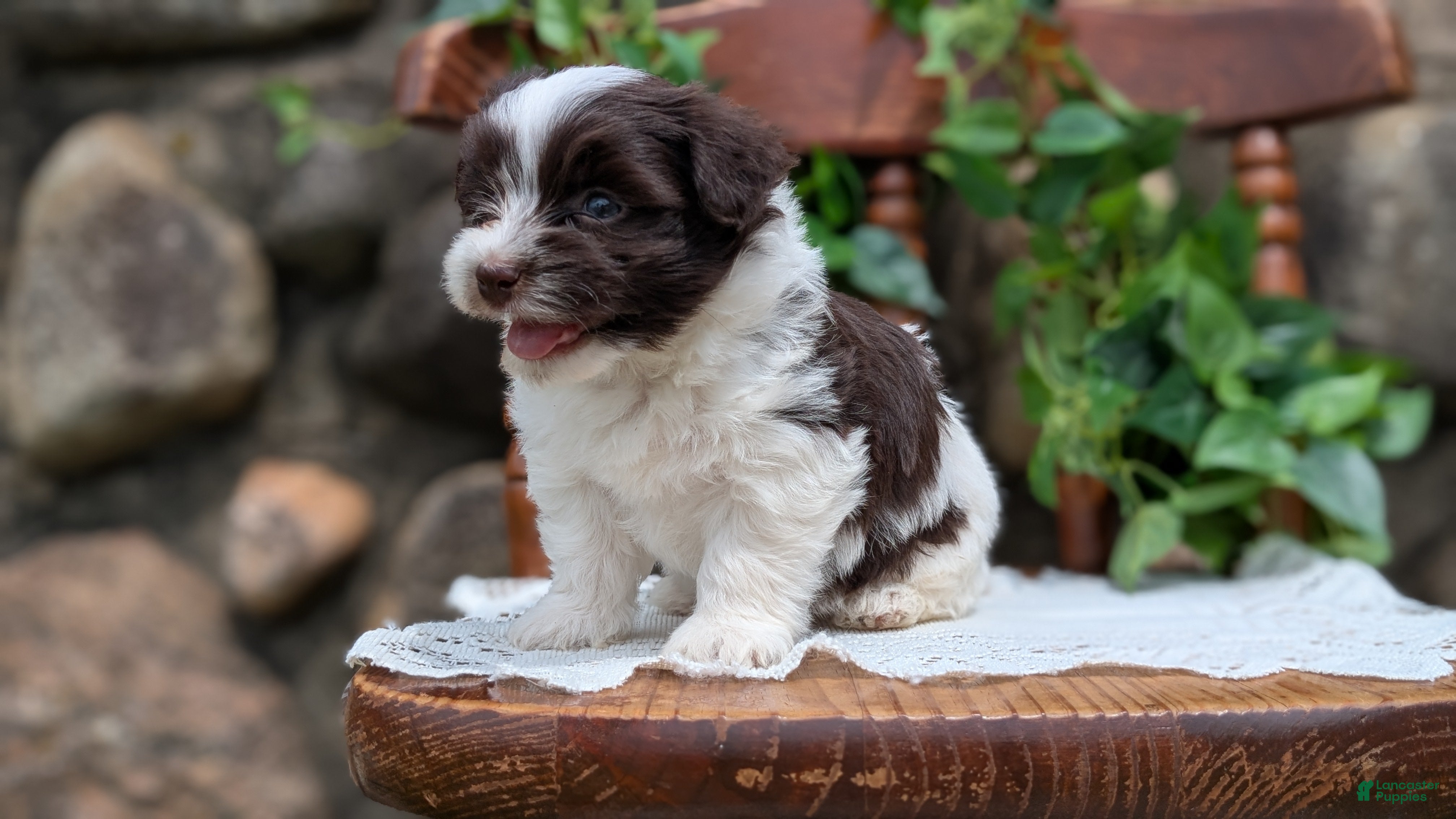 Havanese dogs Namor - Ad 2