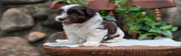Havanese dogs for sale: Namor - Ad 2