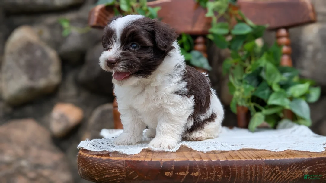 Havanese dogs for sale: Namor - Ad 2