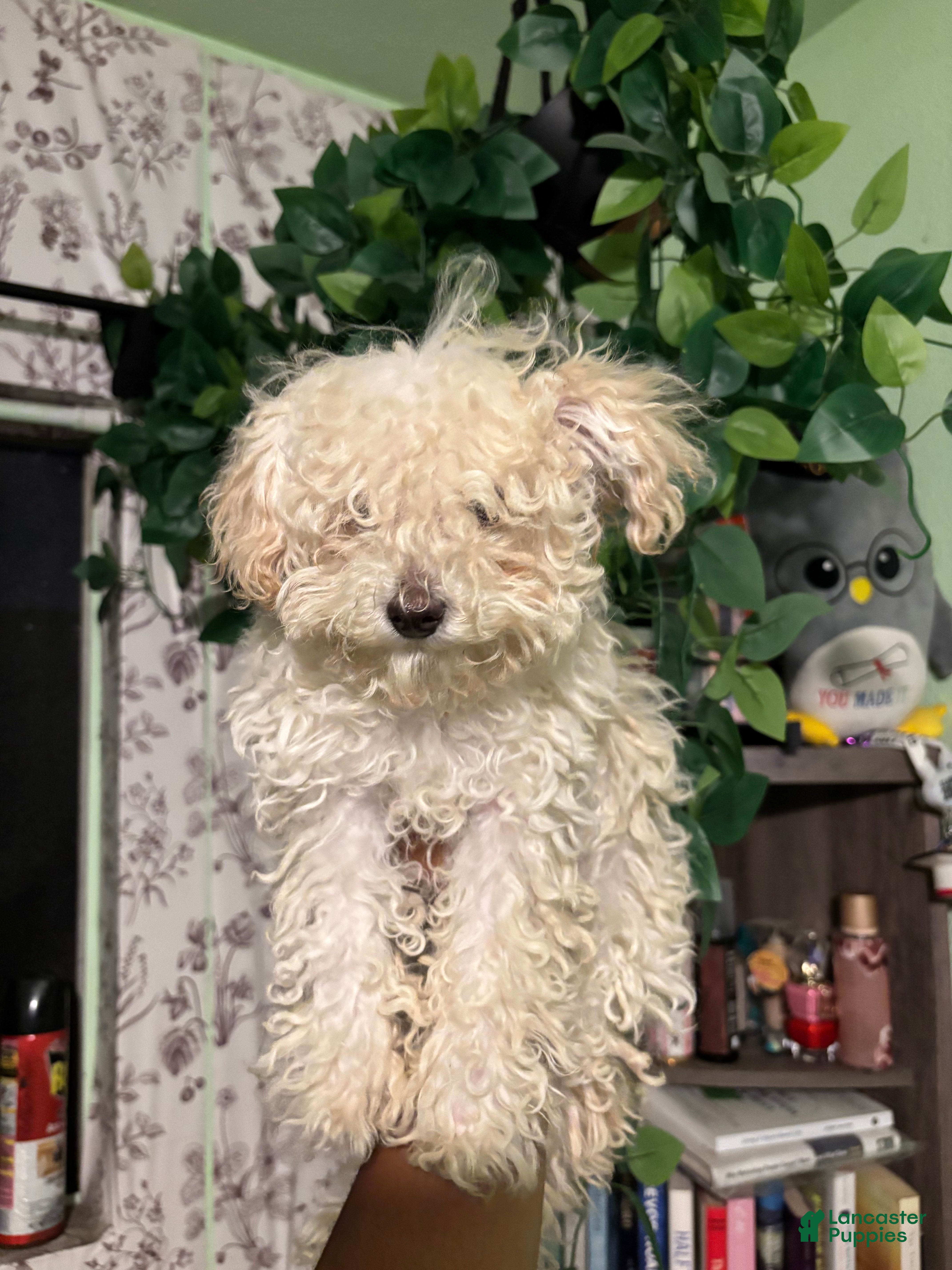 Maltipoo dogs Noodle - Ad 1