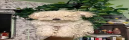 Maltipoo dogs for sale: Noodle - Ad 1