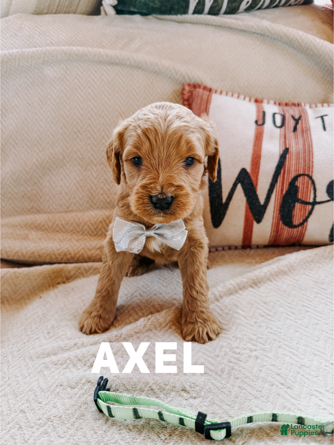 Goldendoodle dogs for sale: Axel - Ad 2