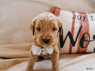 Goldendoodle dogs Axel - Ad 40