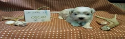 Maltipoo dogs for sale: Oscar - Ad 4