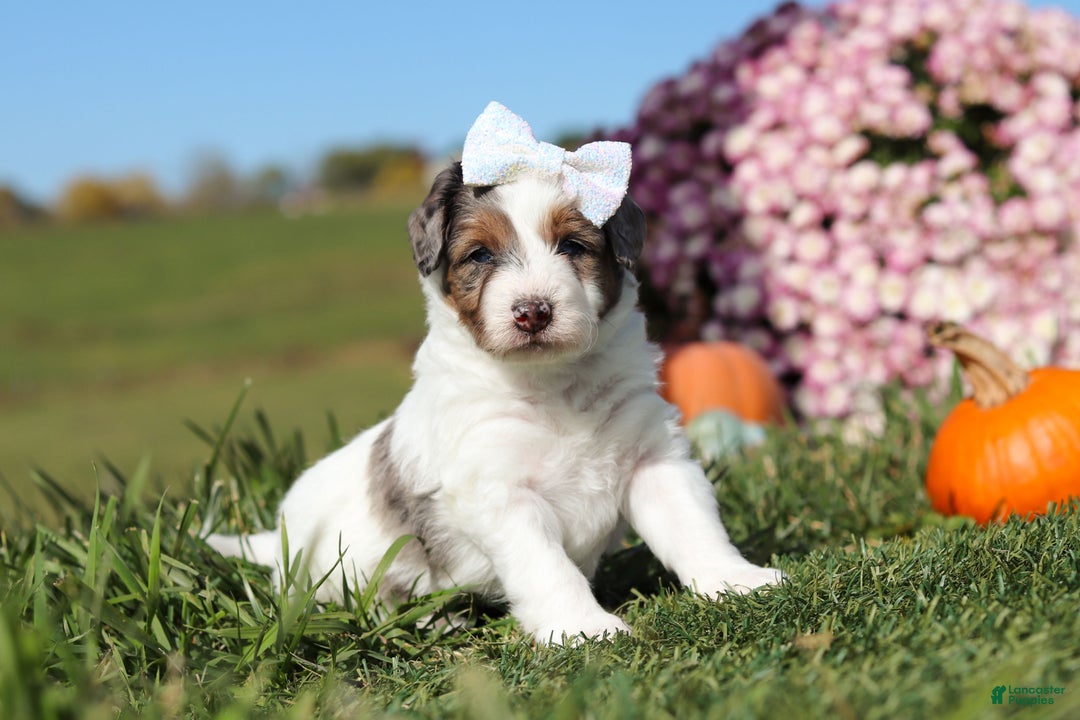Mini Bernedoodle dogs for sale: Charlotte - Ad 5