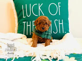 Mini Goldendoodle dogs Everest - Petite Size - Ad 27