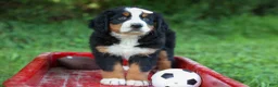 Bernese Mountain Dog dogs for sale: SADIE - Ad 4