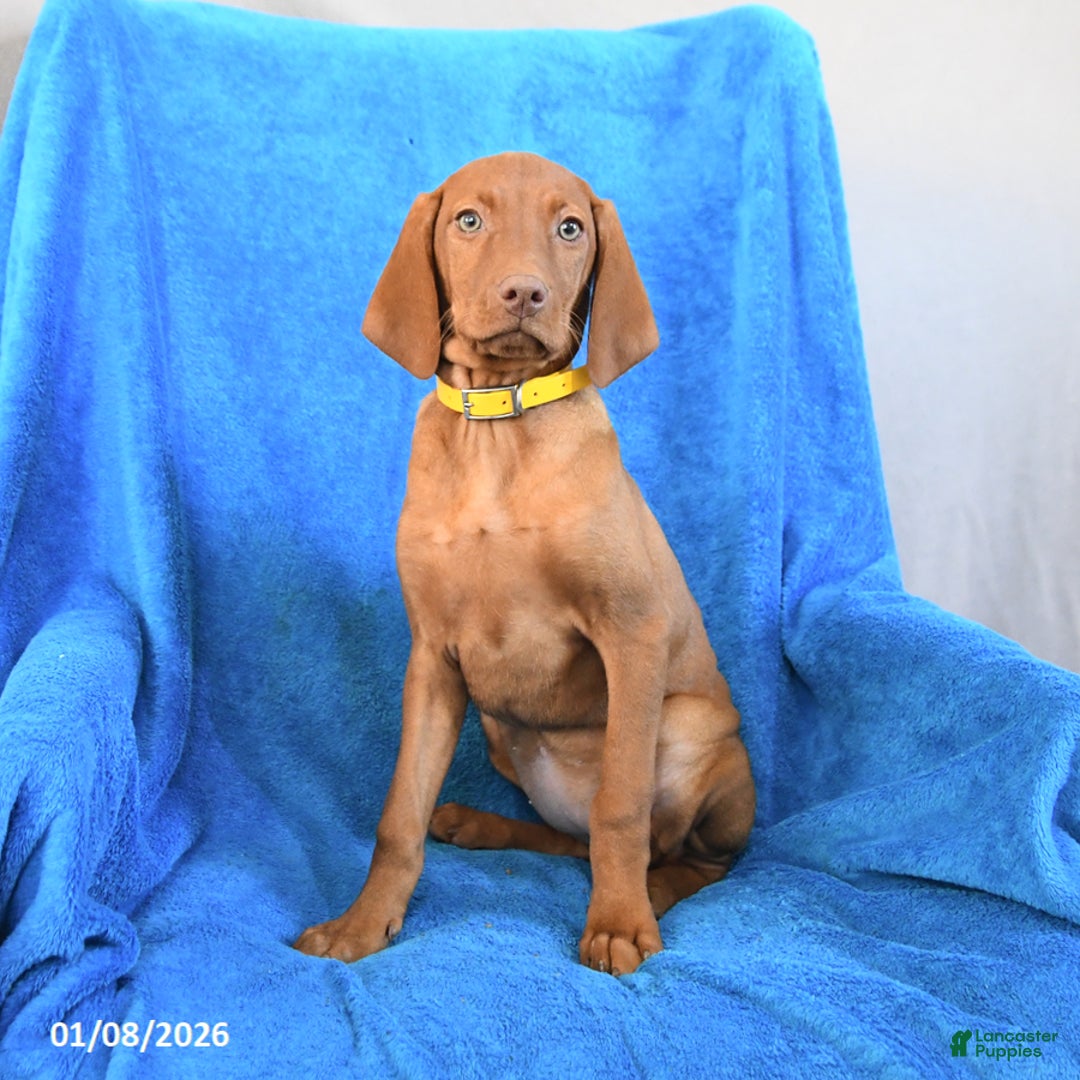 Vizsla dogs for sale: Rose  - Ad 3