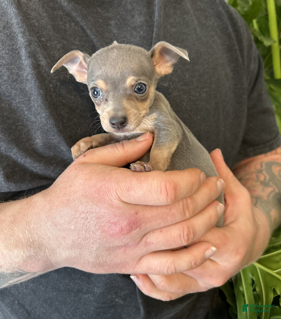 Chihuahua dogs for sale: Capitain - Ad 3