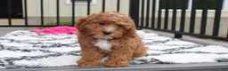 Cockapoo dogs for sale: Felicity  - Ad 9