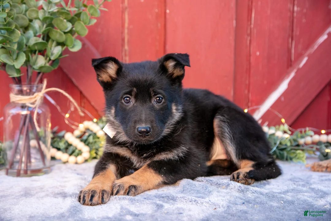 German Shepherd dogs for sale: Audrey - Ad 3