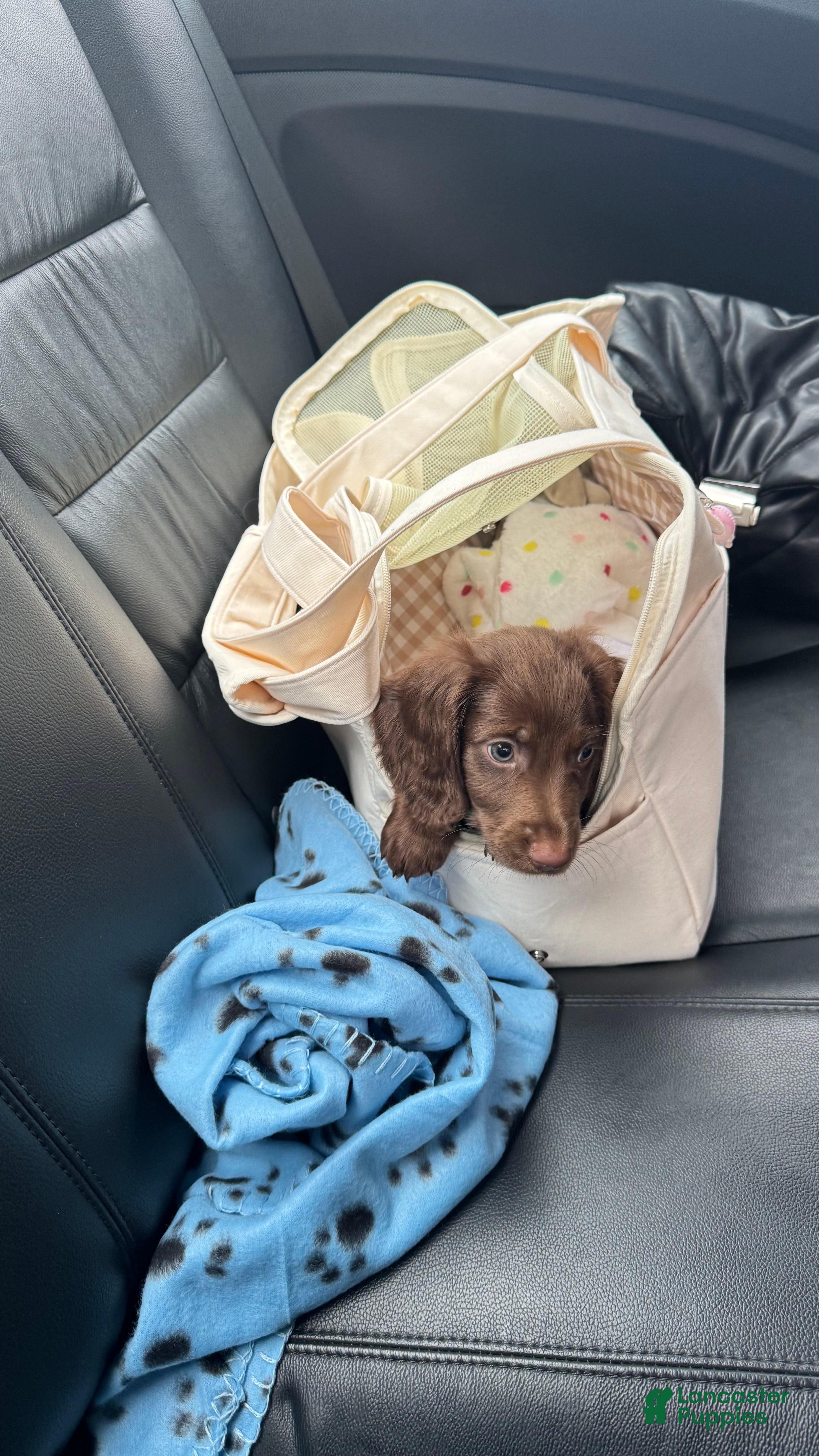 Miniature Dachshund dogs Miniature Dachshund Puppy 1 - Ad 1