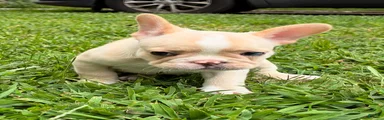 French Bulldog 1