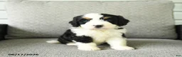 Bernedoodle dogs for sale: Sara  - Ad 2